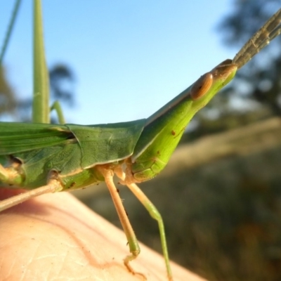 Acrida conica (Giant green slantface) at Googong, NSW - 30 Jan 2019 by Wandiyali