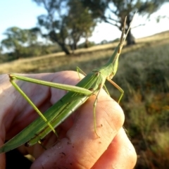 Acrida conica at Googong, NSW - 30 Jan 2019 06:07 AM