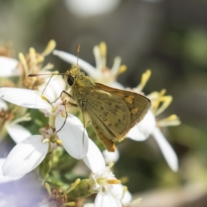 Ocybadistes walkeri at Higgins, ACT - 10 Dec 2018