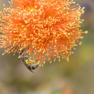 Lasioglossum (Chilalictus) sp. (genus & subgenus) (Halictid bee) at Acton, ACT - 10 Dec 2018 by Alison Milton