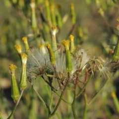Senecio quadridentatus (Cotton Fireweed) at Greenway, ACT - 9 Jan 2019 by michaelb
