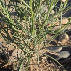 Senecio quadridentatus at Greenway, ACT - 9 Jan 2019 08:02 PM