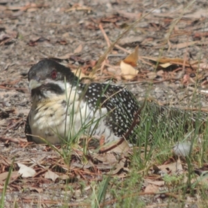 Eudynamys orientalis at Gordon, ACT - 10 Jan 2019