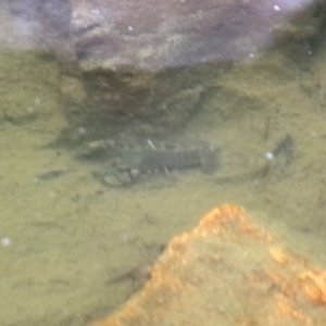 Cherax destructor at Acton, ACT - 10 Dec 2018 10:55 AM