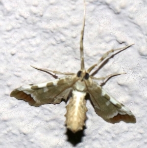 Sceliodes cordalis at Ainslie, ACT - 27 Jan 2019