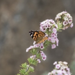 Vanessa kershawi (Australian Painted Lady) at ANBG - 11 Dec 2018 by AlisonMilton