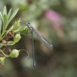 Austroargiolestes icteromelas at Acton, ACT - 11 Dec 2018 12:37 PM