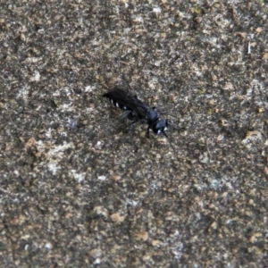 Turneromyia sp. (genus) at Paddys River, ACT - 29 Jan 2019 03:47 PM