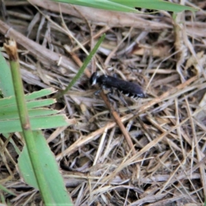 Turneromyia sp. (genus) at Paddys River, ACT - 29 Jan 2019 03:47 PM