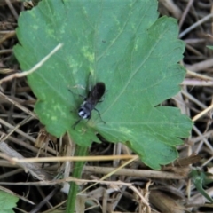 Turneromyia sp. (genus) at Paddys River, ACT - 29 Jan 2019 03:47 PM