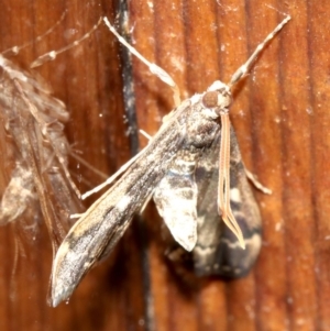 Nacoleia rhoeoalis at Rosedale, NSW - 27 Oct 2018 10:35 AM