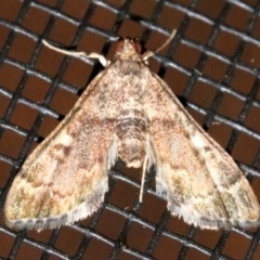 Nacoleia rhoeoalis at Rosedale, NSW - 27 Oct 2018