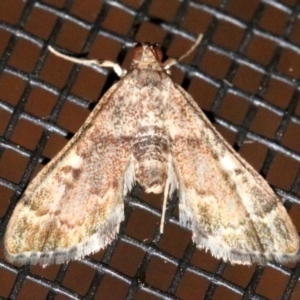 Nacoleia rhoeoalis at Rosedale, NSW - 27 Oct 2018