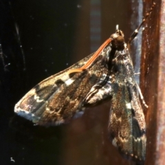 Nacoleia rhoeoalis at Rosedale, NSW - 27 Oct 2018