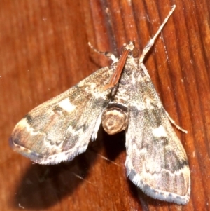 Nacoleia rhoeoalis at Rosedale, NSW - 27 Oct 2018