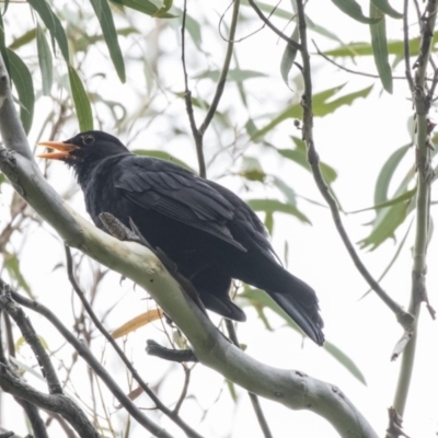 Turdus merula (Eurasian Blackbird) at ANBG - 11 Dec 2018 by Alison Milton