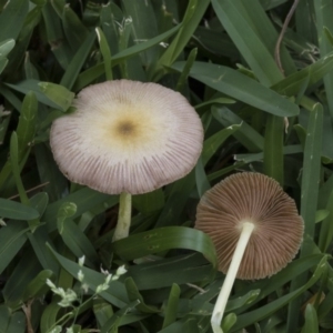 Bolbitiaceae at Hackett, ACT - 11 Dec 2018