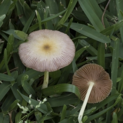 Bolbitiaceae at Hackett, ACT - 11 Dec 2018 by Alison Milton