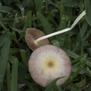 Bolbitiaceae at Hackett, ACT - 11 Dec 2018 11:55 AM