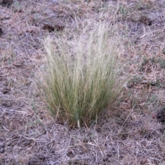 Nassella trichotoma (Serrated Tussock) at Amaroo, ACT - 27 Jan 2019 by davobj