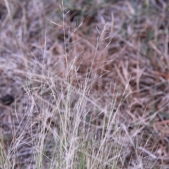 Nassella trichotoma at Amaroo, ACT - 27 Jan 2019 08:40 AM