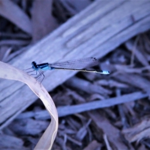 Ischnura heterosticta at Harrison, ACT - 22 Jan 2019