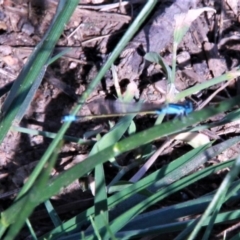 Ischnura heterosticta at Harrison, ACT - 22 Jan 2019