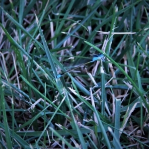 Ischnura heterosticta at Harrison, ACT - 22 Jan 2019