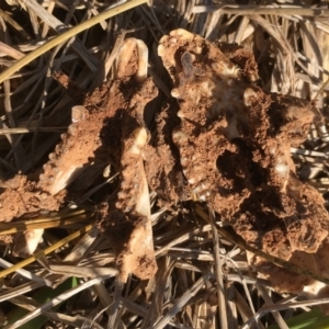 Trichosurus vulpecula at Melba, ACT - 30 Jan 2019