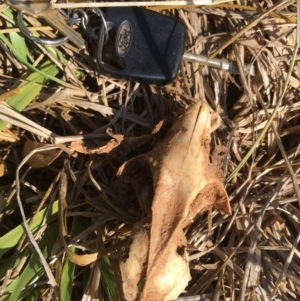 Trichosurus vulpecula at Melba, ACT - 30 Jan 2019