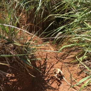Trichosurus vulpecula at Melba, ACT - 30 Jan 2019