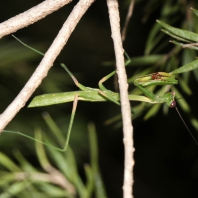 Pseudomantis albofimbriata (False garden mantis) at Ainslie, ACT - 27 Jan 2019 by jbromilow50