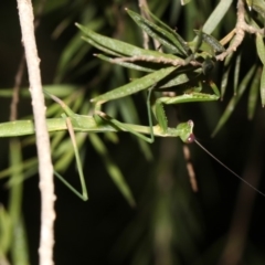 Pseudomantis albofimbriata at Ainslie, ACT - 27 Jan 2019