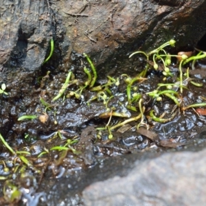 Lilaeopsis polyantha at Bolaro, NSW - 20 Jan 2019