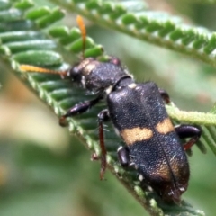 Eleale pulchra (Clerid beetle) at Majura, ACT - 28 Jan 2019 by jbromilow50