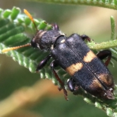 Eleale pulchra at Majura, ACT - 28 Jan 2019 11:53 AM