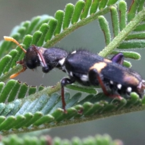 Eleale pulchra at Majura, ACT - 28 Jan 2019 11:53 AM