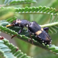 Eleale pulchra at Majura, ACT - 28 Jan 2019 11:53 AM