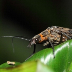 Archichauliodes (Riekochauliodes) guttiferus at Acton, ACT - 29 Jan 2019 01:42 PM