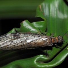 Archichauliodes (Riekochauliodes) guttiferus at Acton, ACT - 29 Jan 2019 01:42 PM