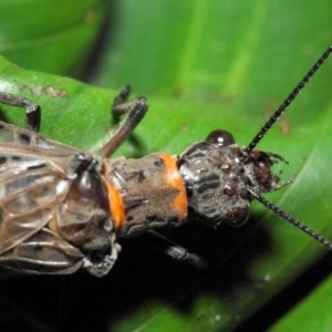 Archichauliodes (Riekochauliodes) guttiferus at Acton, ACT - 29 Jan 2019