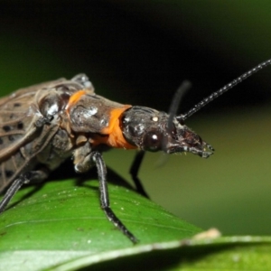 Archichauliodes (Riekochauliodes) guttiferus at Acton, ACT - 29 Jan 2019 01:42 PM