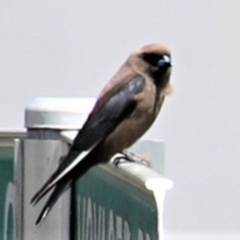 Artamus cyanopterus cyanopterus (Dusky Woodswallow) at Kambah, ACT - 7 Dec 2018 by davobj