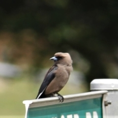 Artamus cyanopterus at Kambah, ACT - 7 Dec 2018