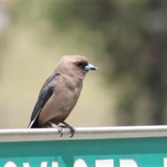 Artamus cyanopterus at Kambah, ACT - 7 Dec 2018 11:36 AM