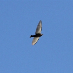 Artamus cyanopterus at Kambah, ACT - 7 Dec 2018 11:36 AM