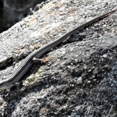 Ctenotus robustus (Robust Striped-skink) at Tuggeranong Hill - 29 Jan 2019 by JohnBundock