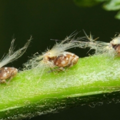 Scolypopa australis at Acton, ACT - 29 Jan 2019