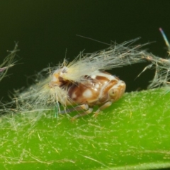 Scolypopa australis at Acton, ACT - 29 Jan 2019