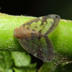 Scolypopa australis at Acton, ACT - 29 Jan 2019